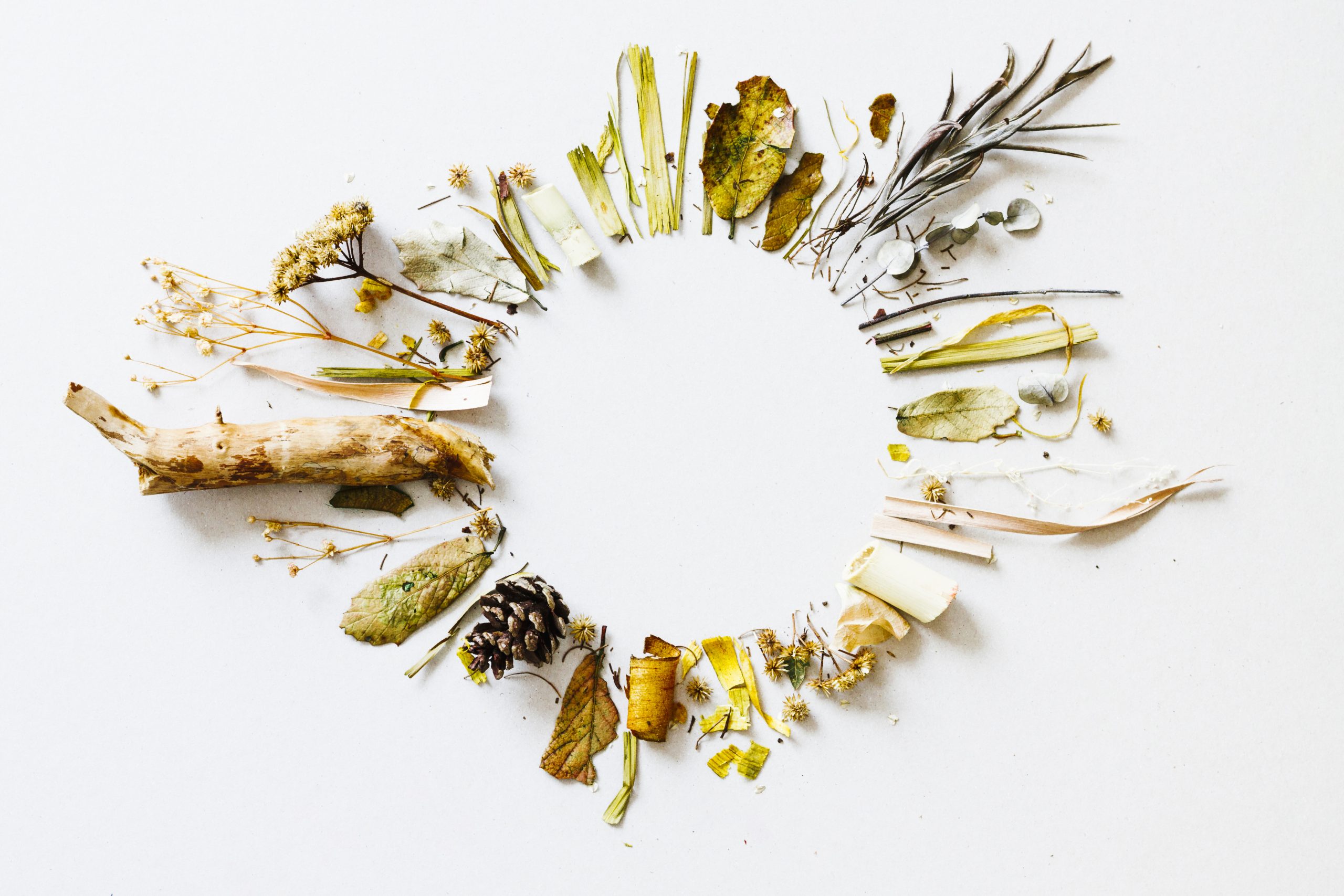  Centotheca Lappacea: The Natural Herb for Vitality and Wellness