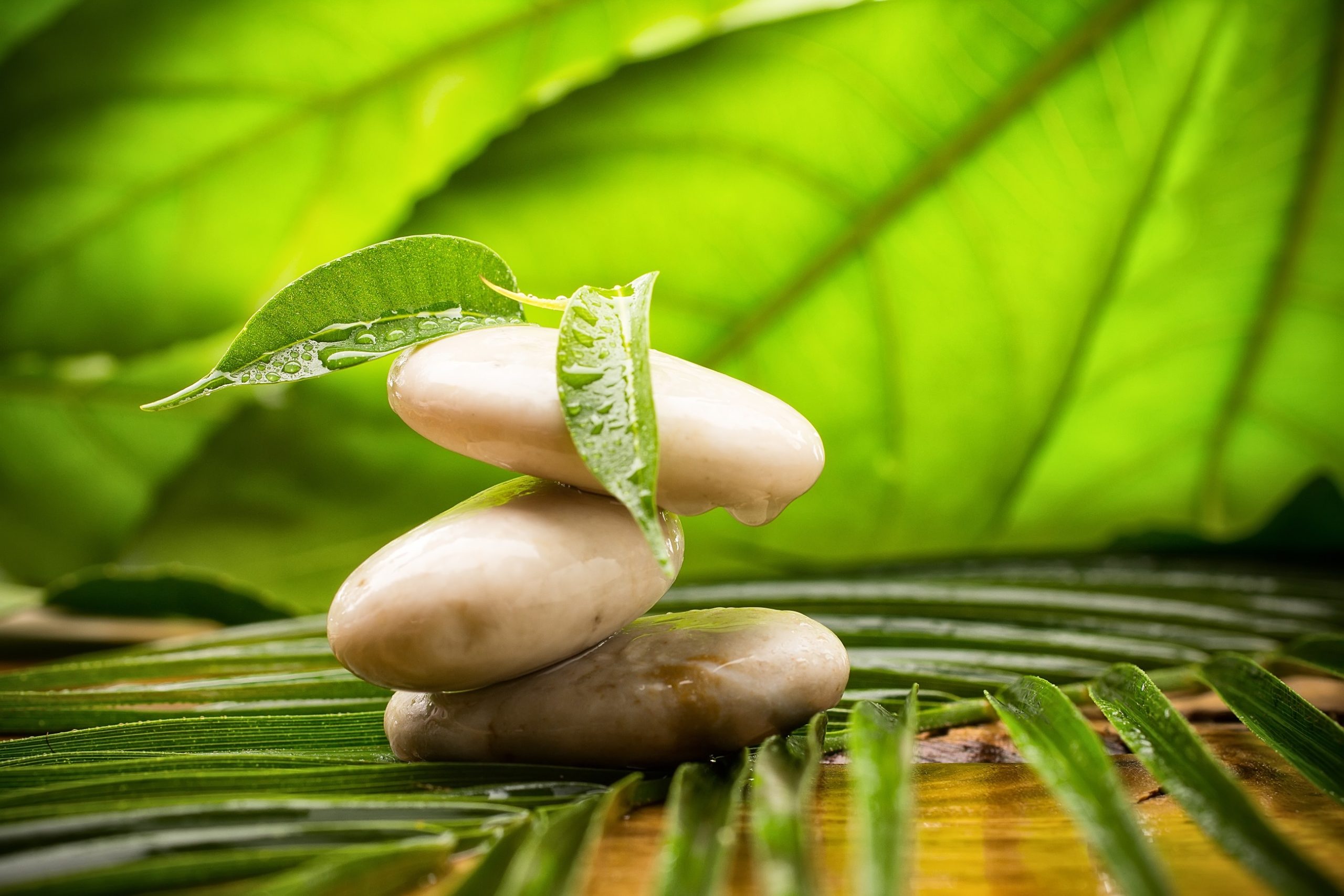  Understanding Adaptogens for Modern Stress: Botanical Support for Lifestyle Resilience