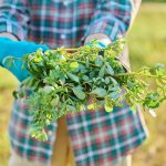 From Farm to Herbal Extraction: The Journey of Quality Ingredients