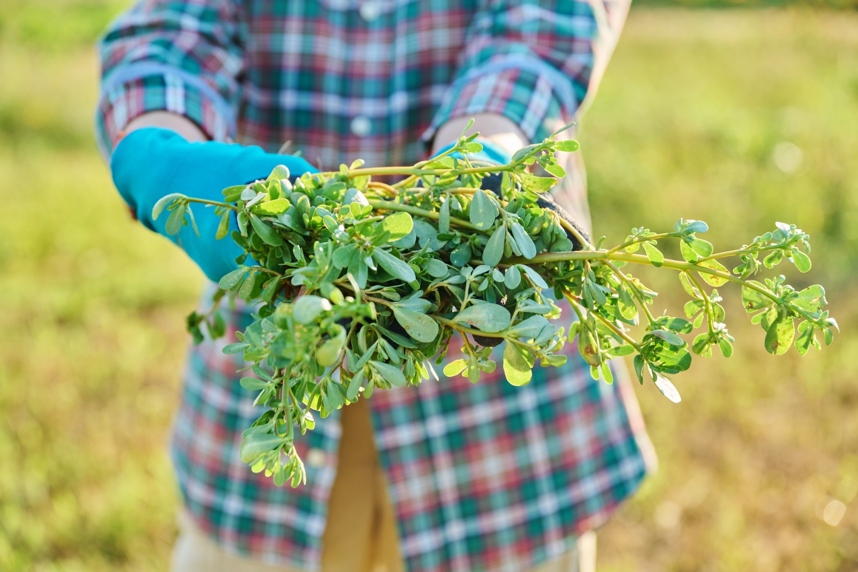  From Farm to Herbal Extraction: The Journey of Quality Ingredients