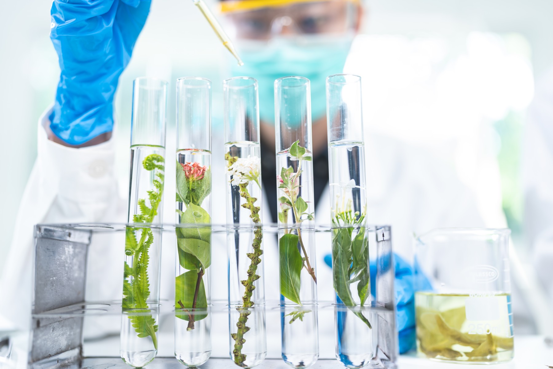  Unique Bioactive Compounds in Pueraria Mirifica: A Guide