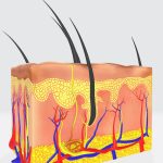 Microcirculation Skin Glow: The Hidden Beauty Factor Explained