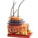 Skin Thickness and Density: Natural Ways to Support Firm, Resilient Skin