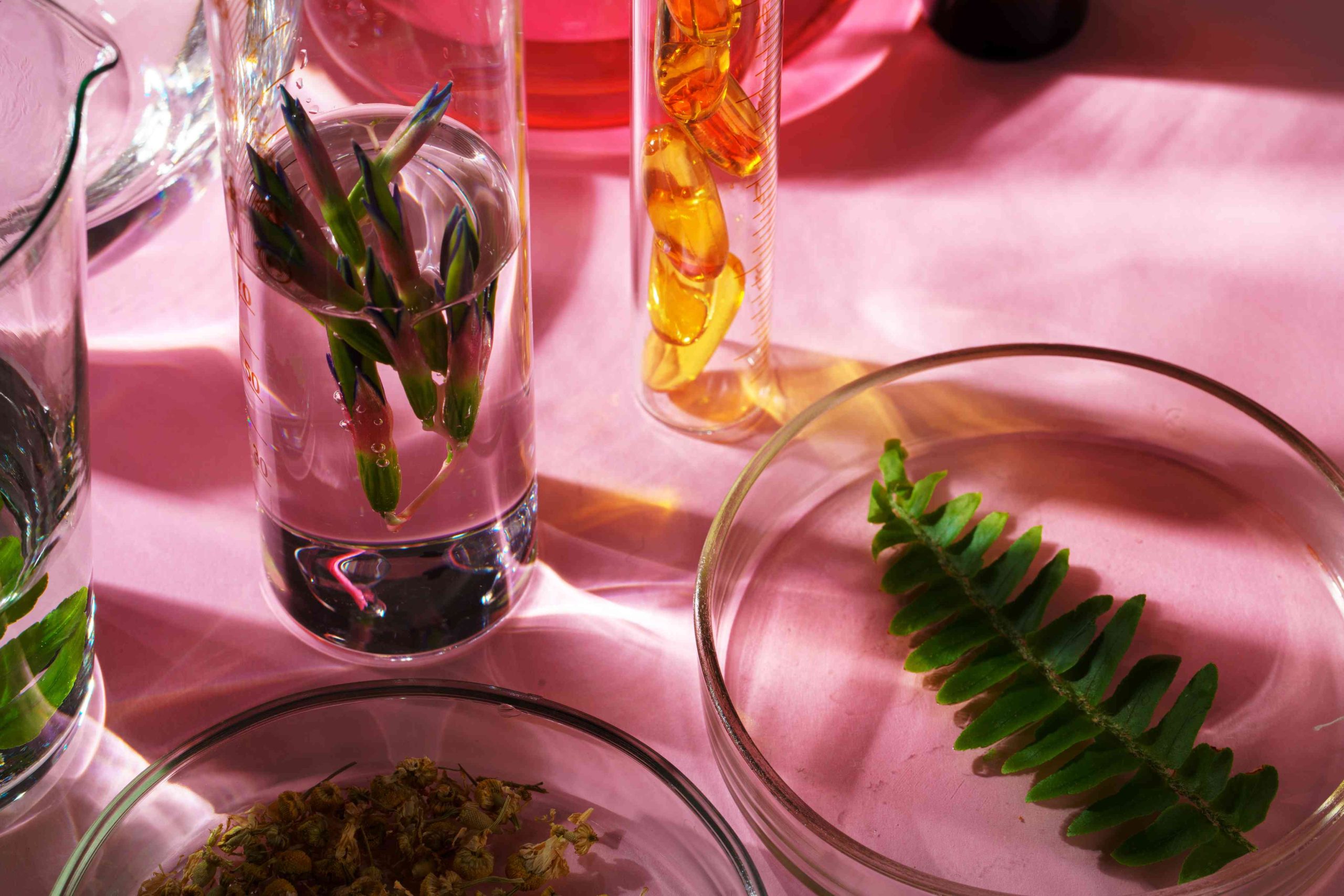  Herbal Extracts That Support Lymphatic Drainage Naturally for Skin and Wellness