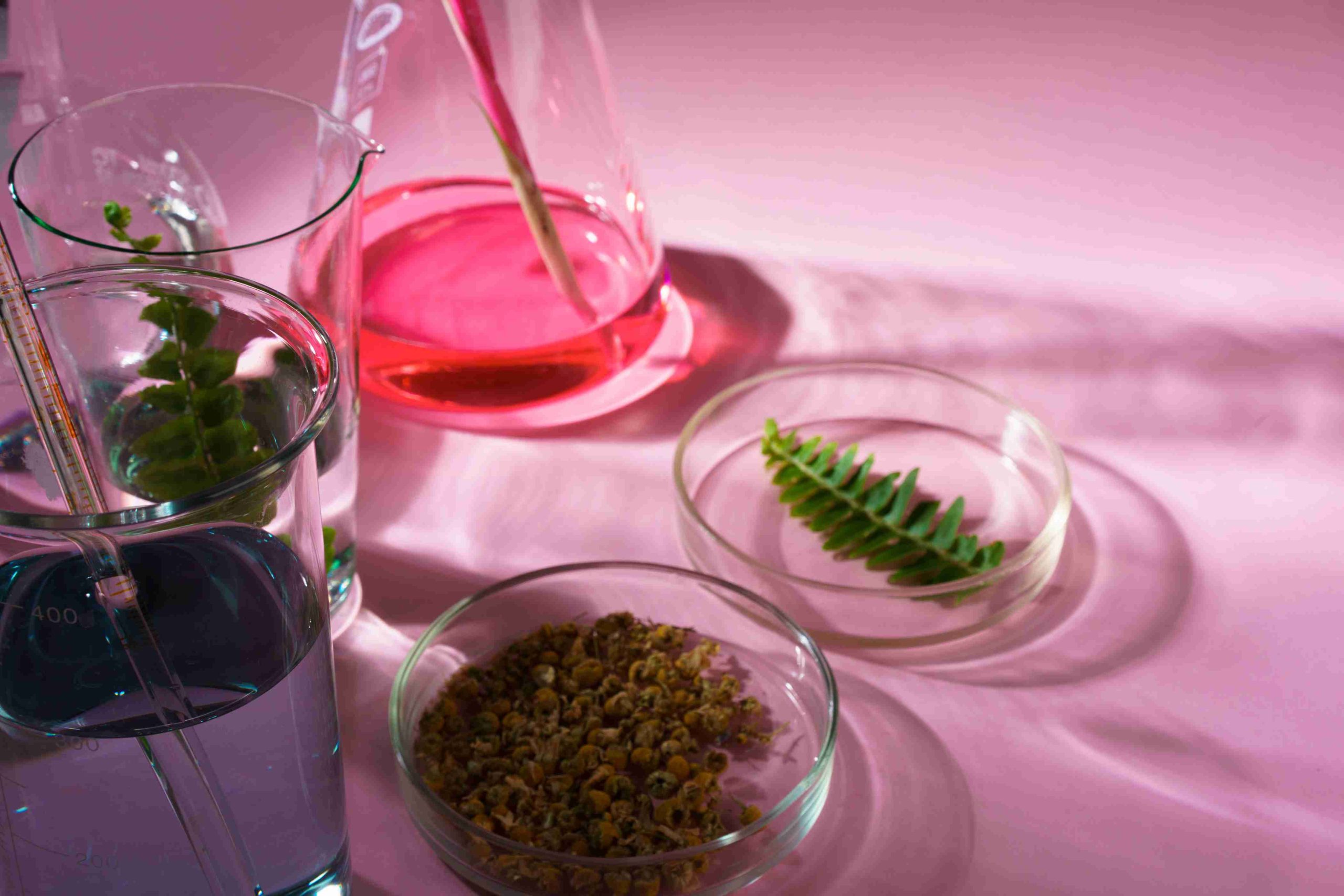  Stability of Phytochemicals: What Happens to Herbal Compounds Over Time?