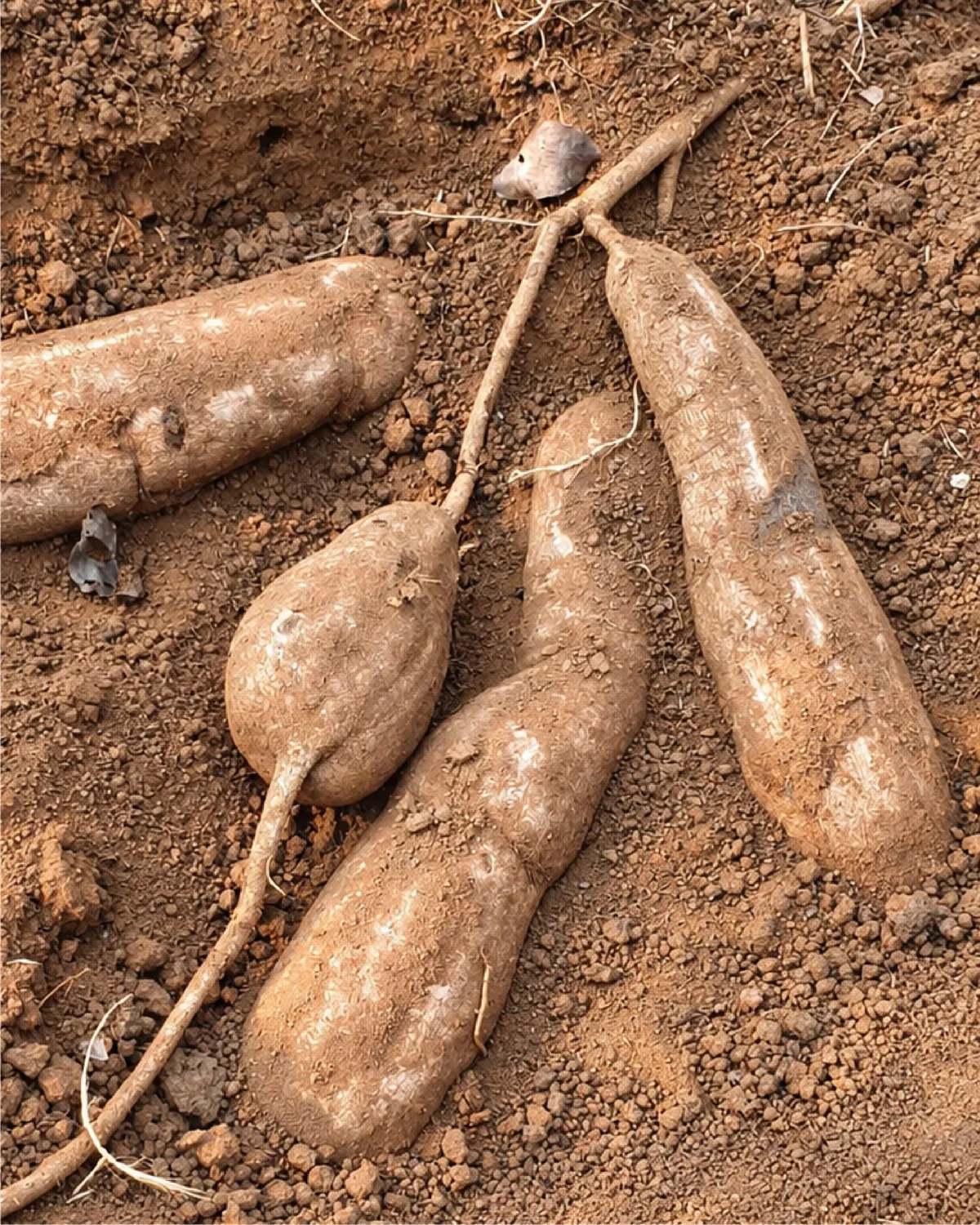 Freshly dug White Kwao Krua tubers lying in red soil