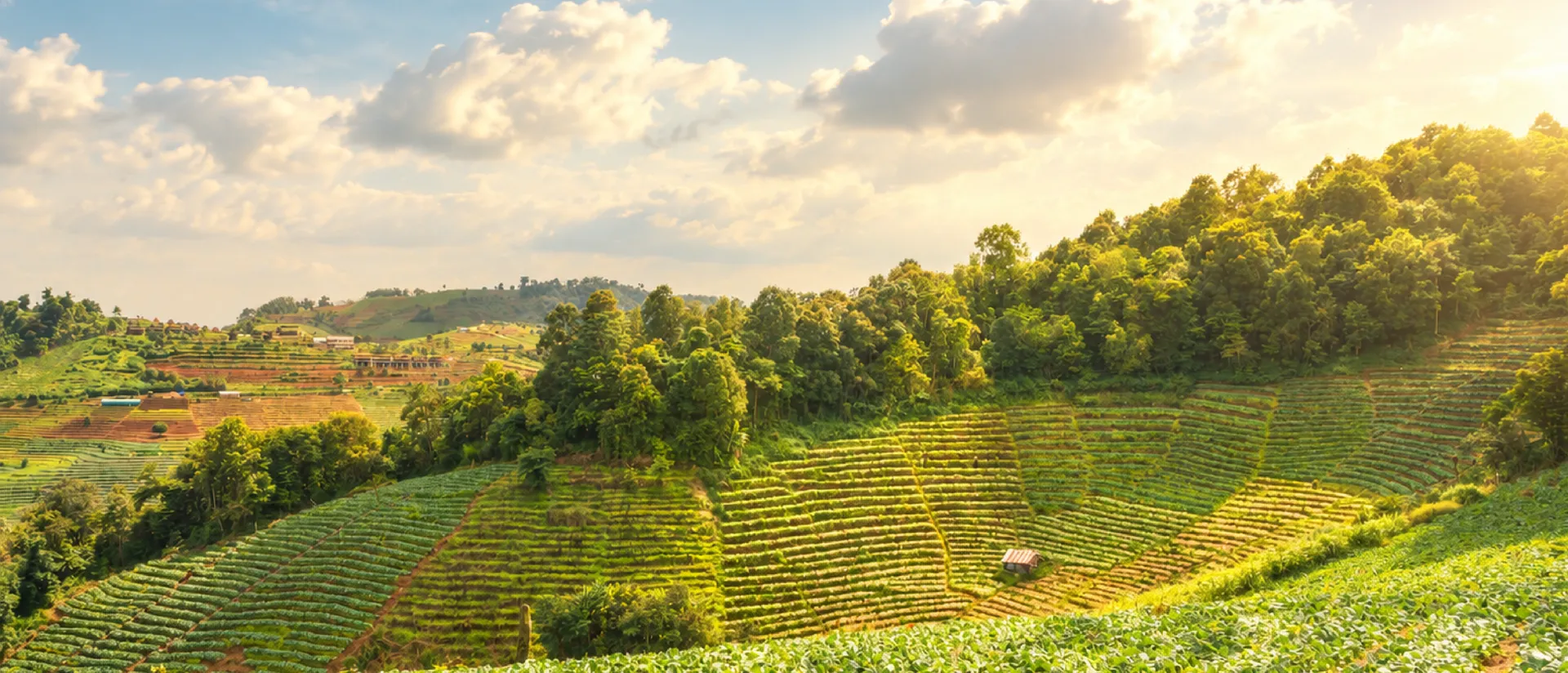 Terraced crop rows on a forested hillside in warm evening light