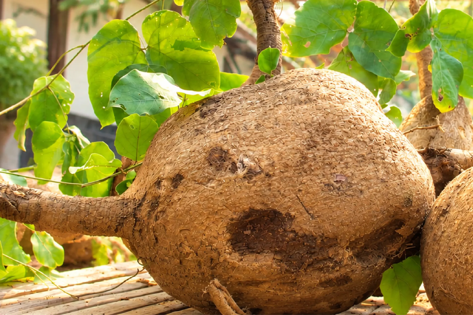 A large White Kwao Krua tuber with fresh leaves, resting on a wooden table