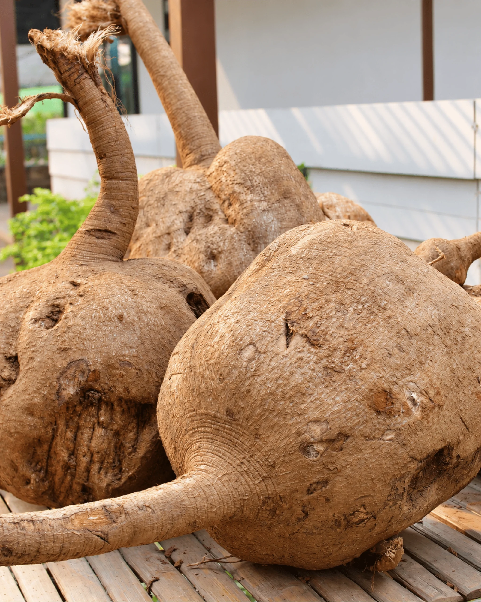 Freshly harvested whole Pueraria mirifica tubers