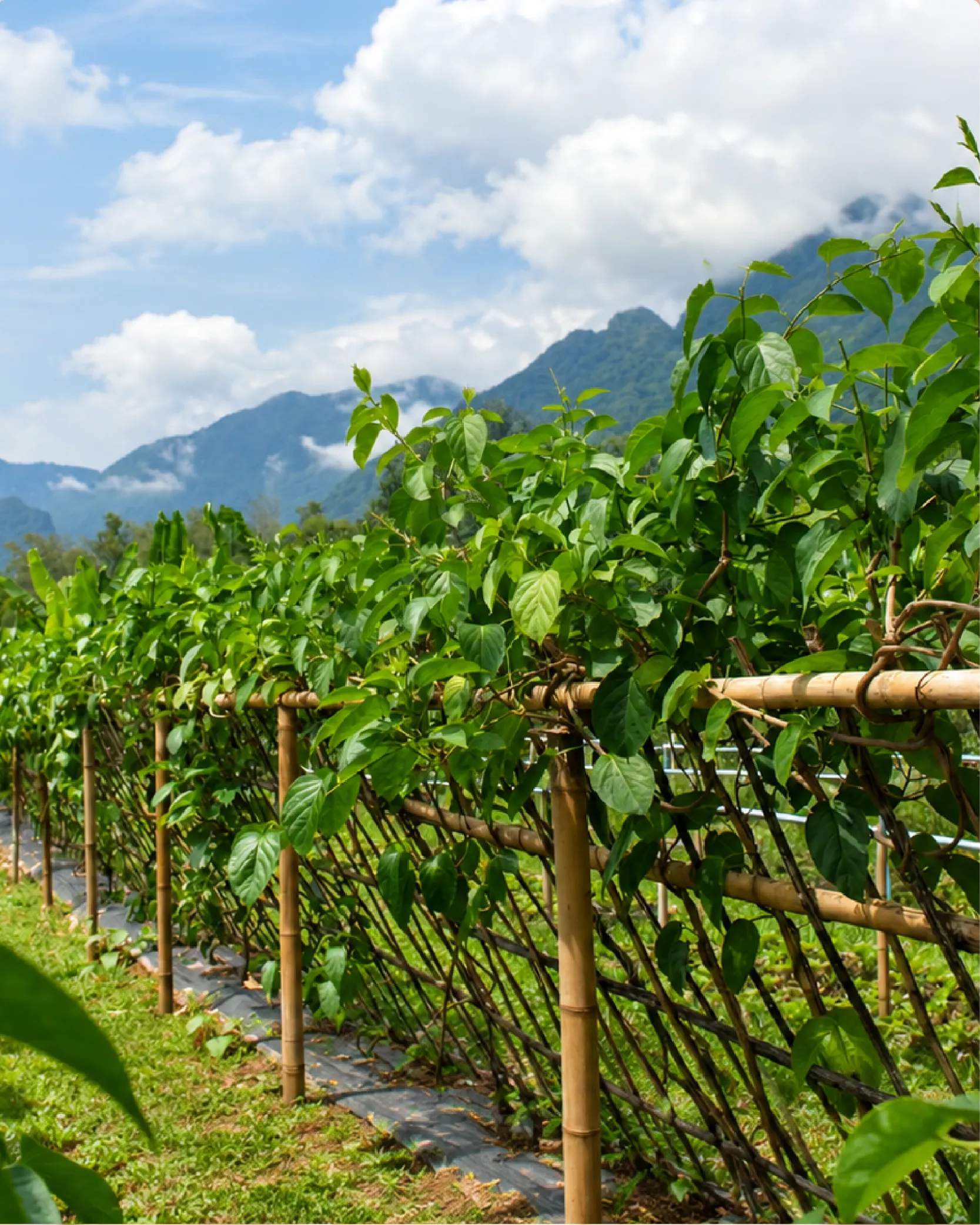 Pueraria mirifica vines on bamboo trellises at our plantation in northern Thailand