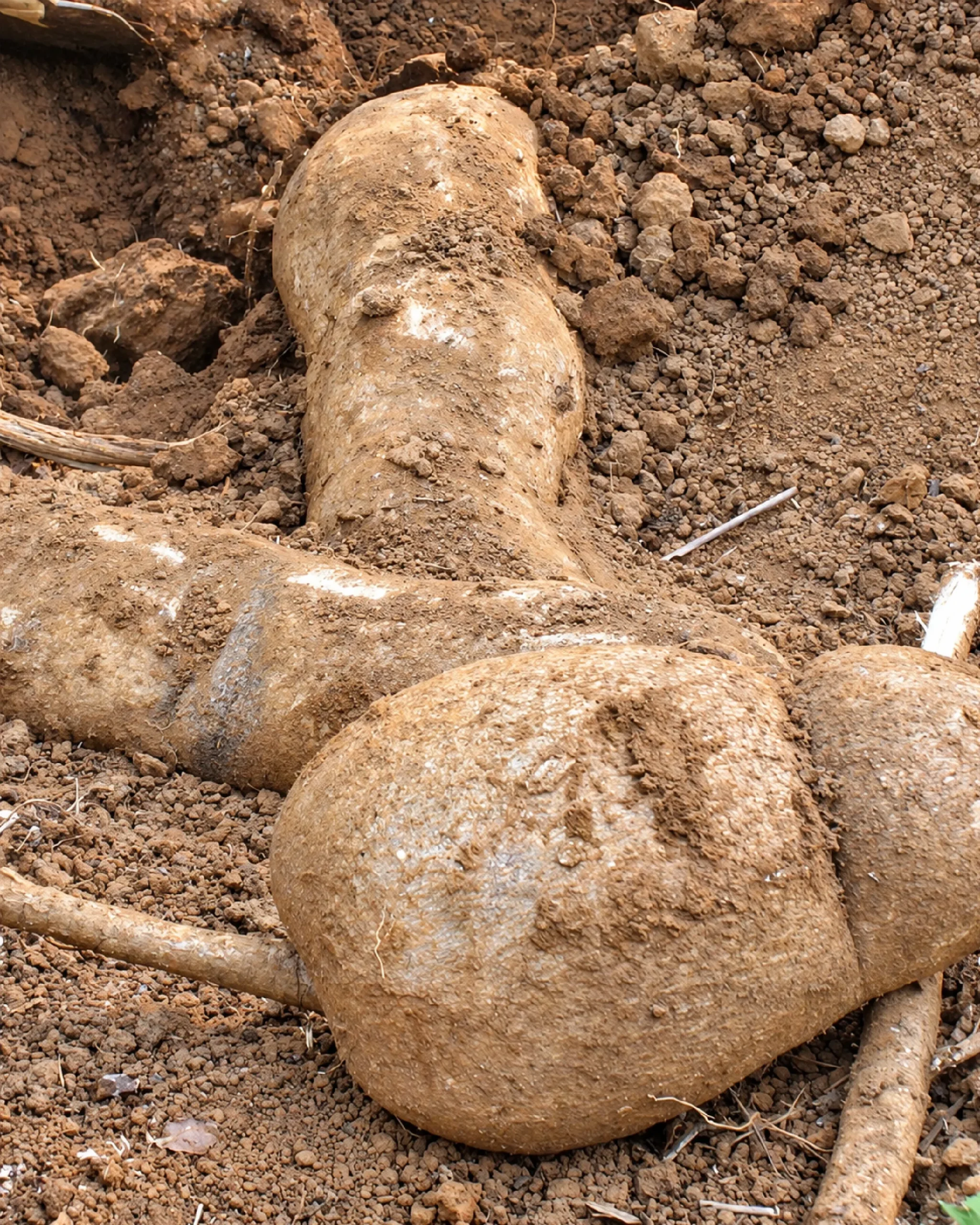 Freshly dug Pueraria mirifica tuber lying in red soil