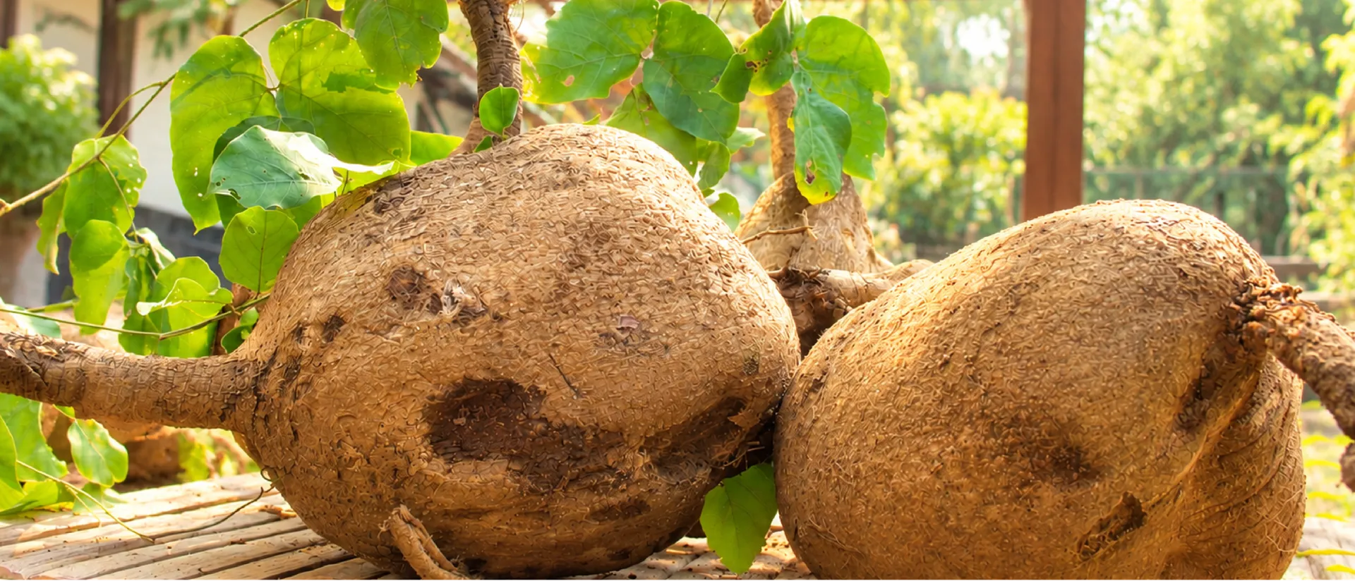 Two large White Kwao Krua tubers with fresh leaves on a wooden table