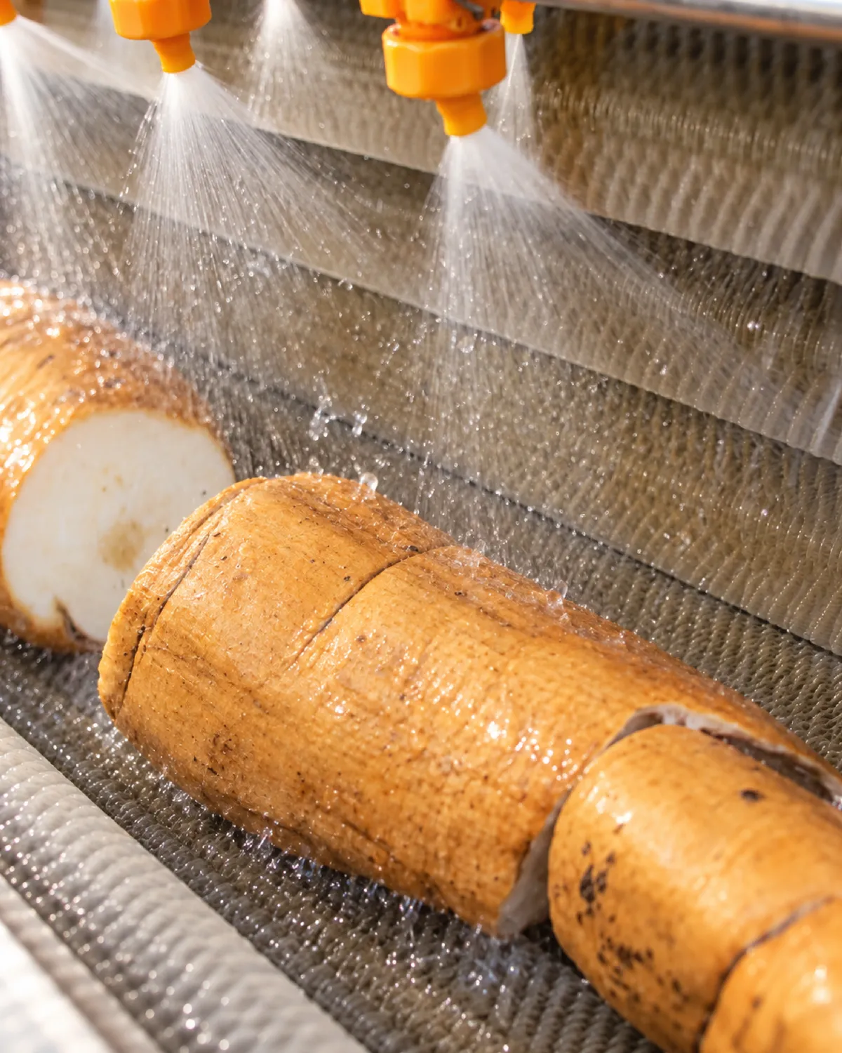 Pueraria mirifica roots being washed under water sprays on a production line