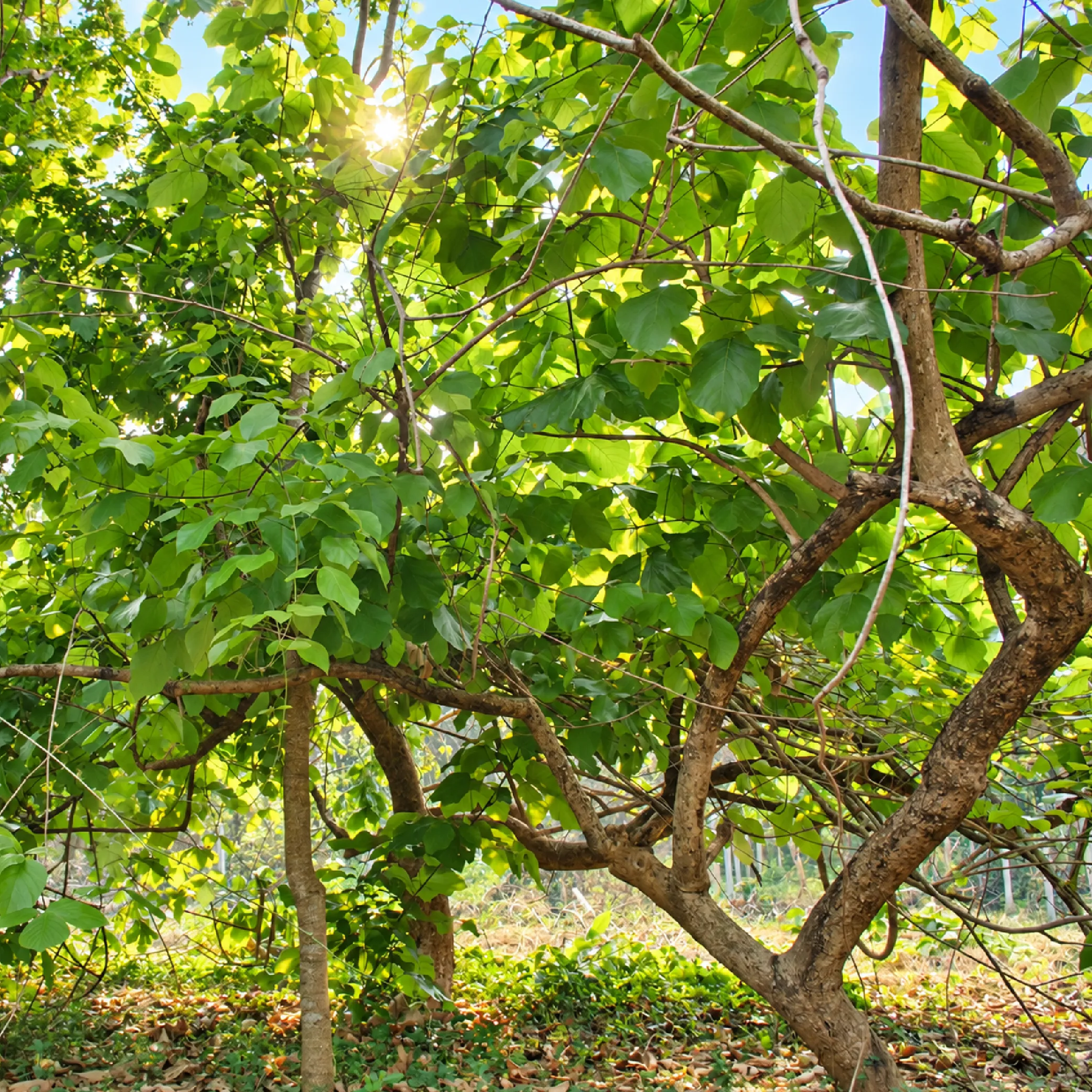 Pueraria mirifica vine climbing a tree in a sunlit forest